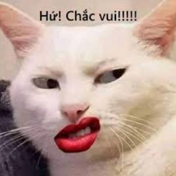 meme khinh bỉ hài