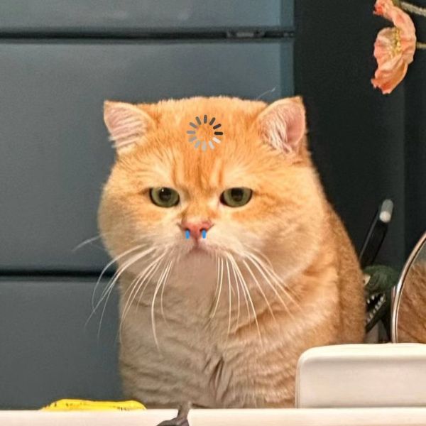 meme mèo bựa cực hài hước