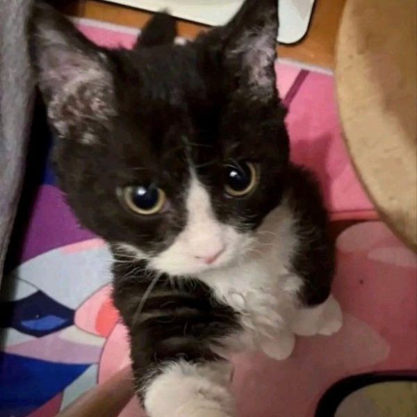 meme mèo bựa cute