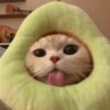 Tuyển tập hình ảnh meme mèo bựa hài hước và lầy lội