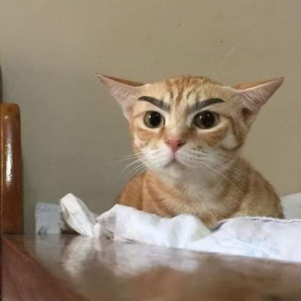 meme mèo bựa siêu hài hước