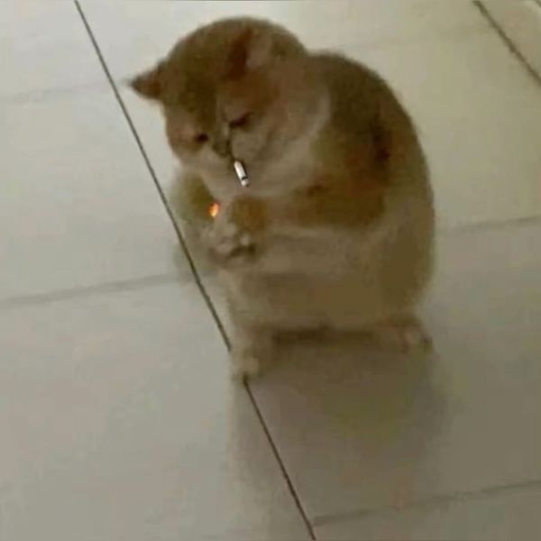 meme mèo bựa siêu hài