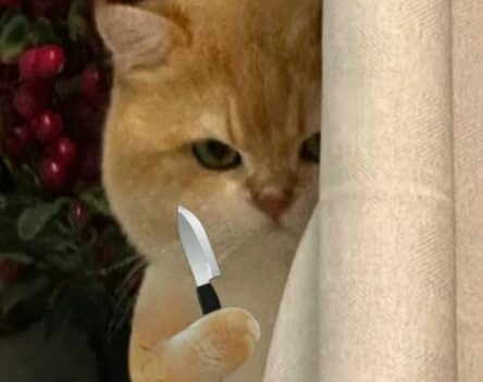 Cười sái quai hàm với những hình ảnh meme mèo cầm dao được chế hài hước