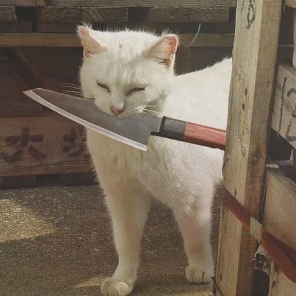 meme mèo cầm dao cute nhất