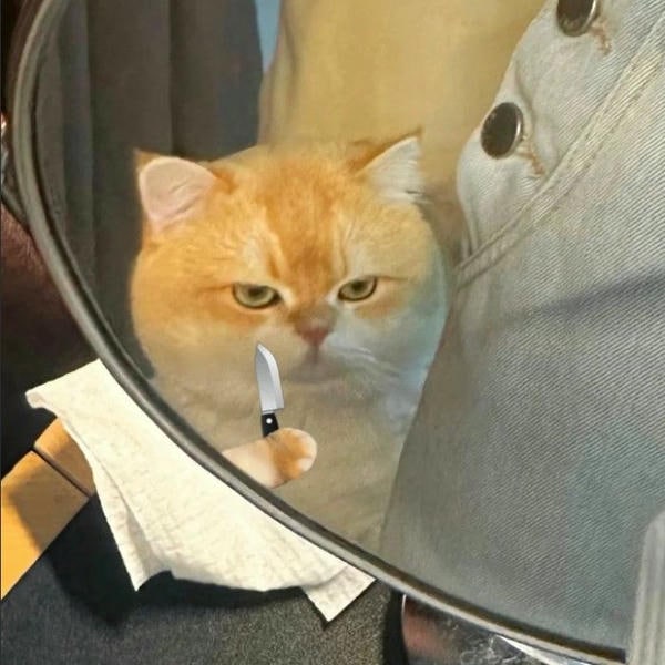 meme mèo cầm