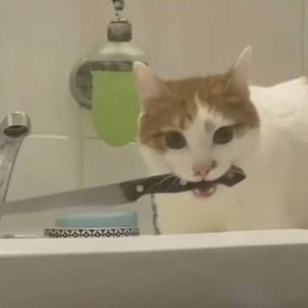 meme mèo cầm dao siêu cute