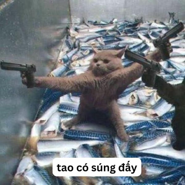 meme mèo cầm súng bựa