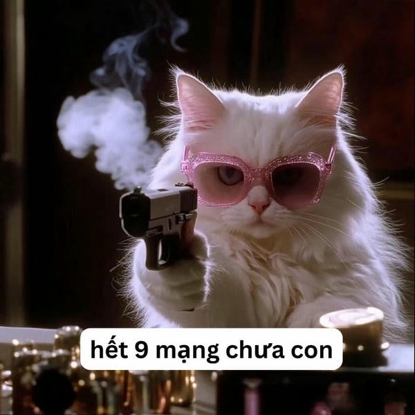 meme mèo cầm súng hài nhất