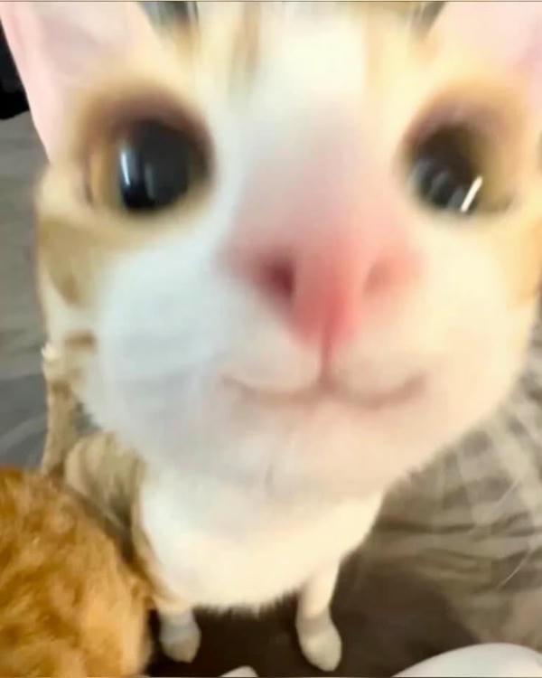meme mèo cười bựa