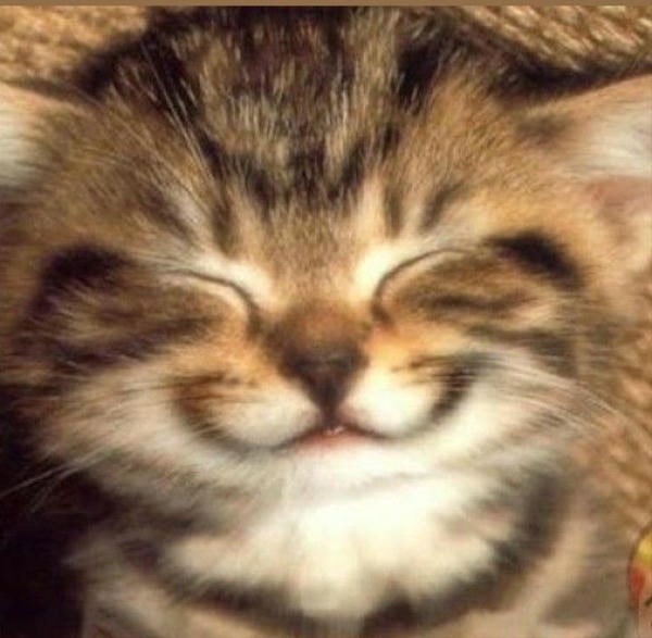 meme mèo cười cute