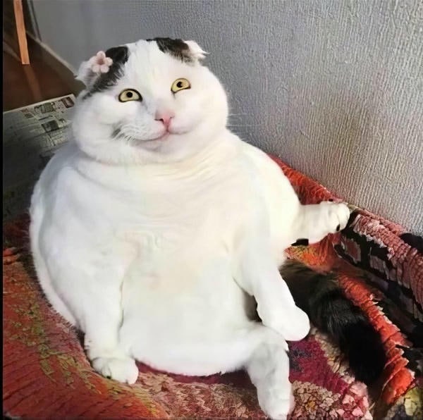 meme mèo cười hài hước nhất
