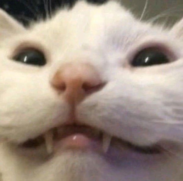 meme mèo cười hài nhất
