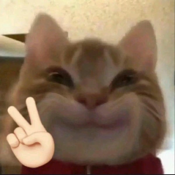 meme mèo cười hài