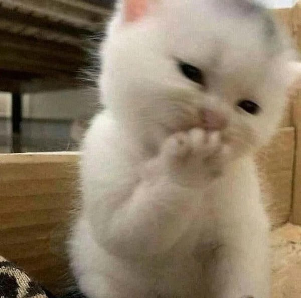 meme mèo cười ngại