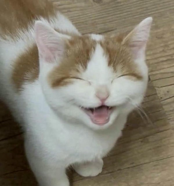 meme mèo cười nheo mắt