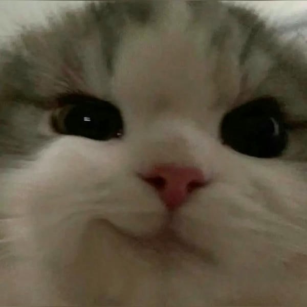 meme mèo cười siêu cute