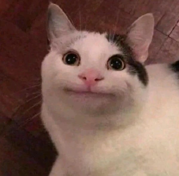 meme mèo cười