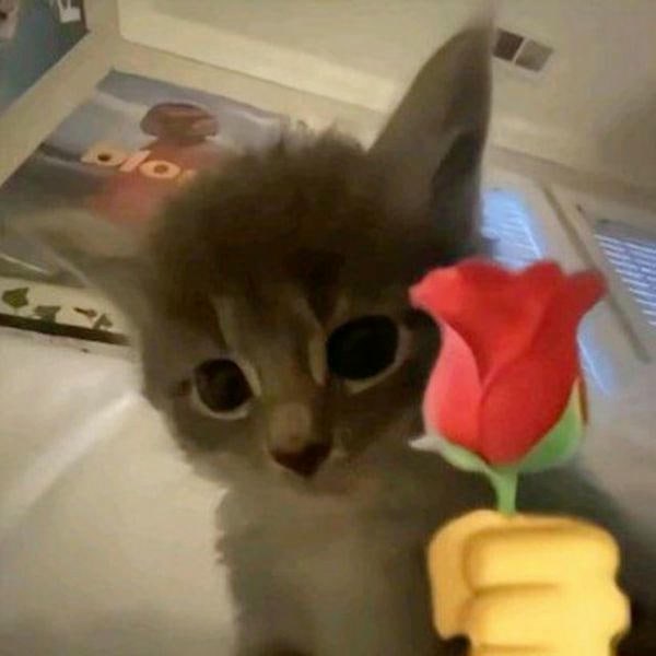 meme mèo cute cầm hoa