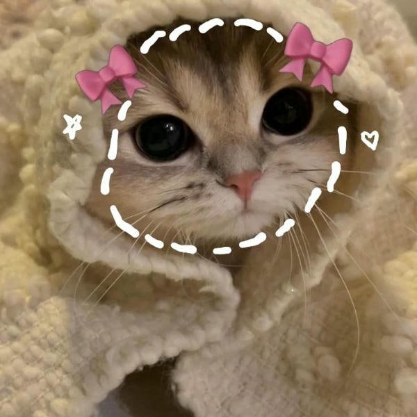 meme mèo cute cực yêu