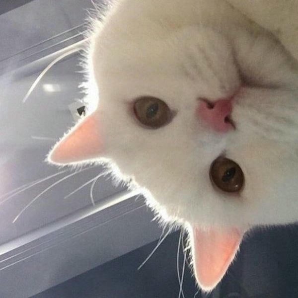 meme mèo cute cute nhất