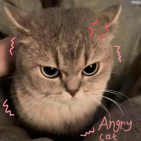 meme mèo cute đáng yêu nhất