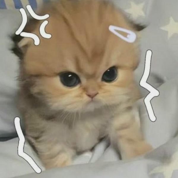 meme mèo cute đáng yêu
