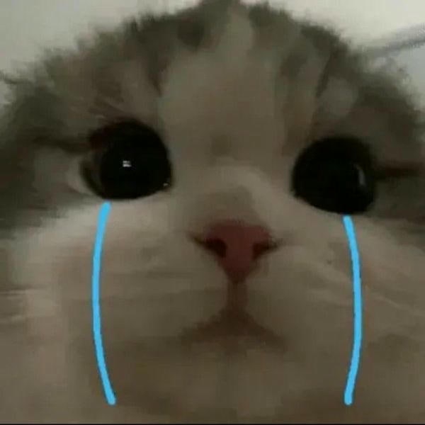 meme mèo cute dễ thương nhất