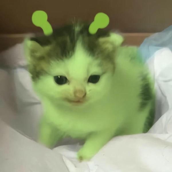 meme mèo cute dễ thương