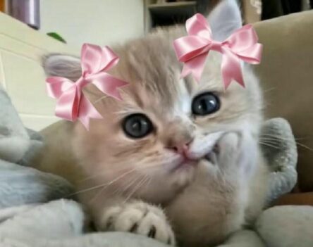 Chia sẻ 220+ hình ảnh meme mèo cute độc đáo và mới lạ