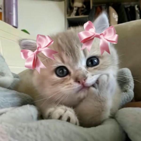meme mèo cute đeo nơ