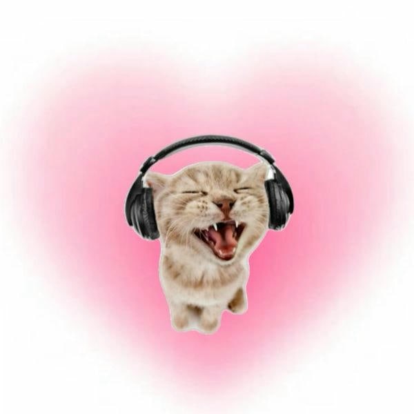 meme mèo cute nền hồng