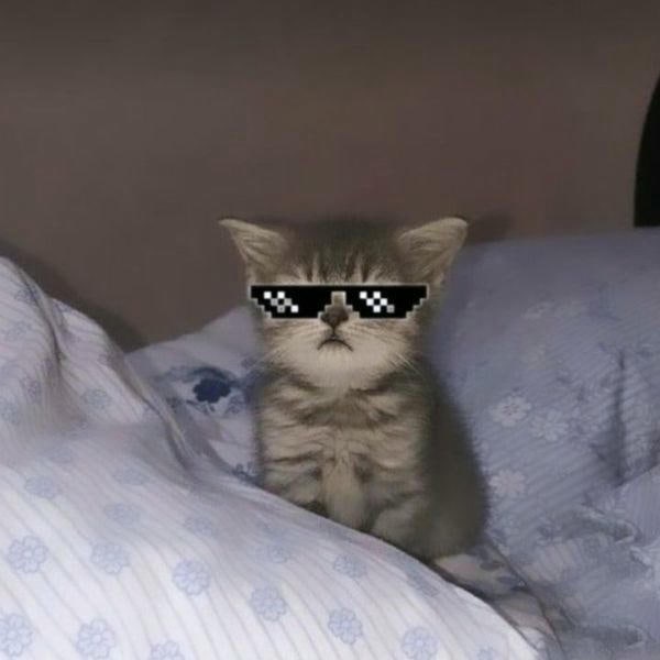 meme mèo cute ngầu