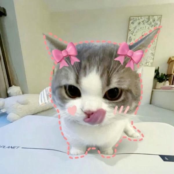 meme mèo cute nơ hồng