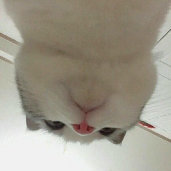 meme mèo cute siêu cute