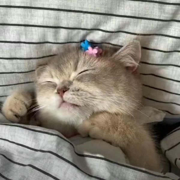 meme mèo cute siêu đáng yêu