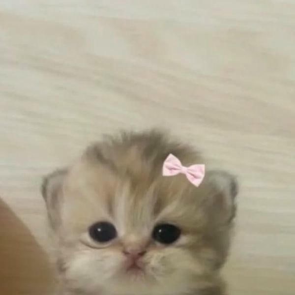 meme mèo cute siêu dễ thương