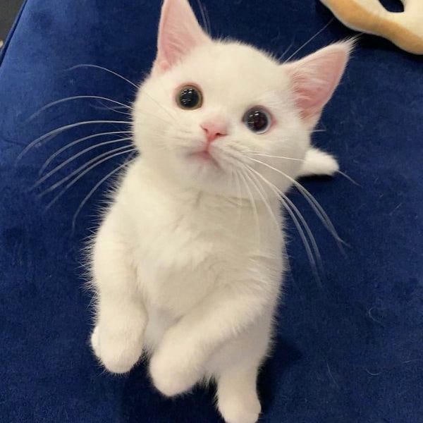 meme mèo cute siêu xinh