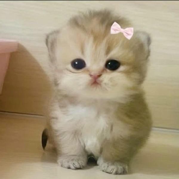 meme mèo cute siêu yêu