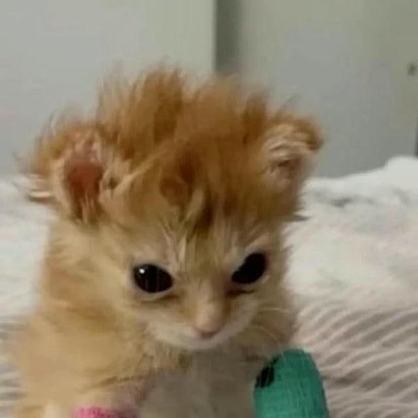 meme mèo cute xinh yêu