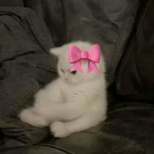 meme mèo cute xỉu