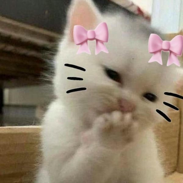 meme mèo cute yêu nhất