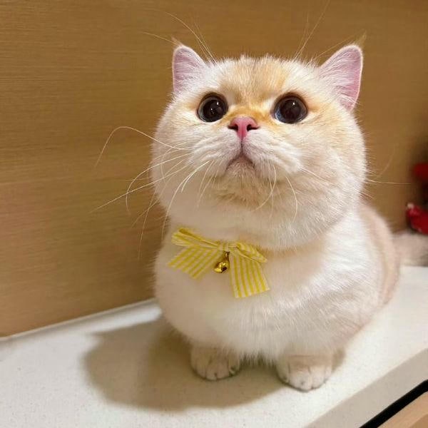 meme mèo cute