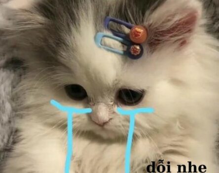 555+ Hình ảnh meme mèo khóc nhìn đáng thương phát hờn