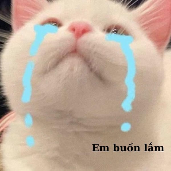meme mèo khóc buồn nhất