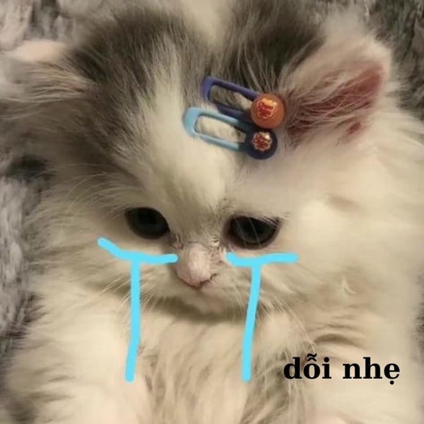 meme mèo khóc buồn