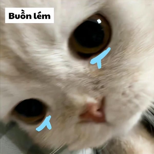 meme mèo khóc cực yêu