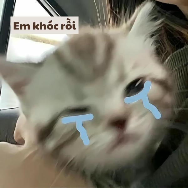 meme mèo khóc cute xinh