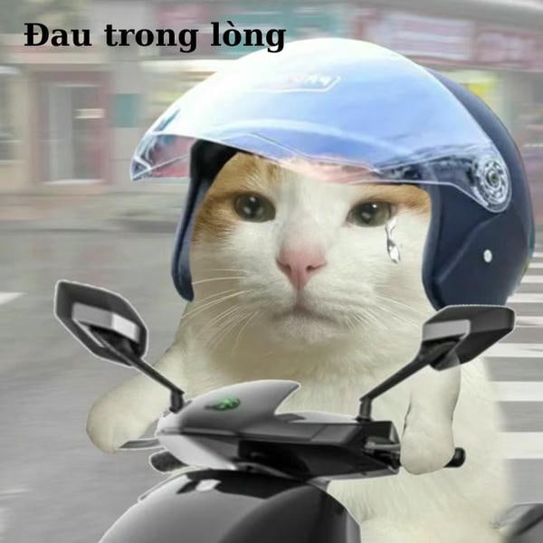 meme mèo khóc cute