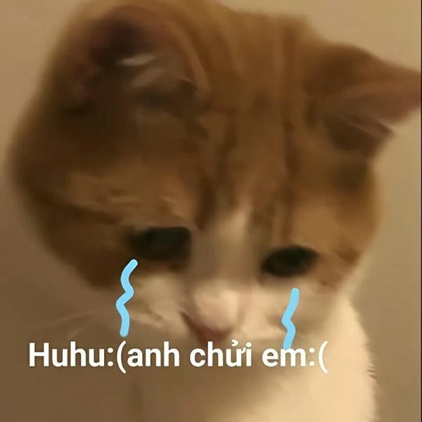 meme mèo khóc đáng yêu xỉu