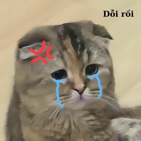 meme mèo khóc đáng yêu